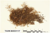 藏品(羽蘚科)的圖片